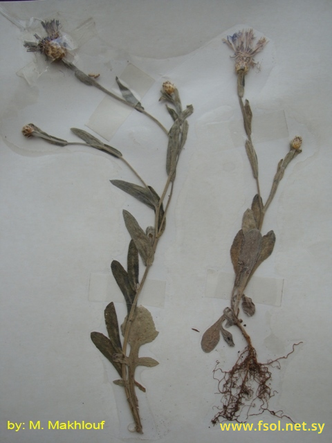 Centaurea cyanoides Wahlenb.